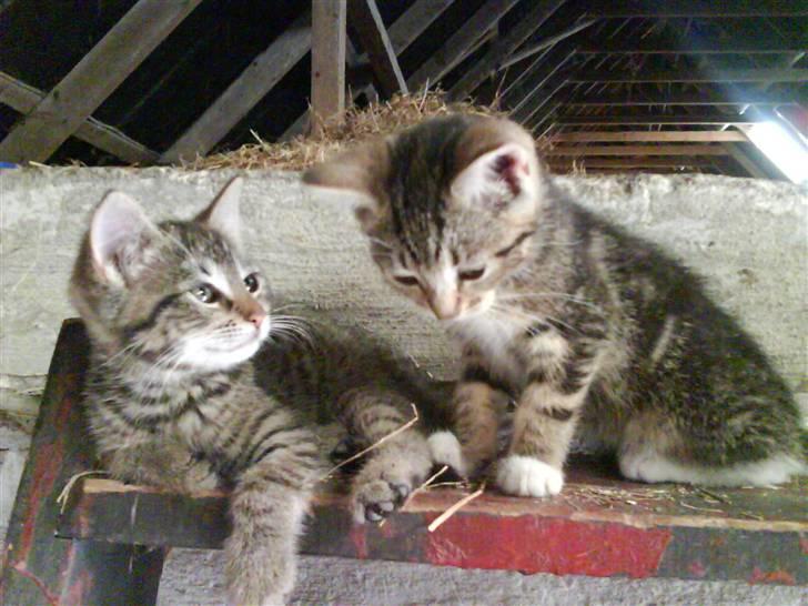 Blanding af racer fru jørnsen - savnet :'S - hva siger duh joey..? billede 3