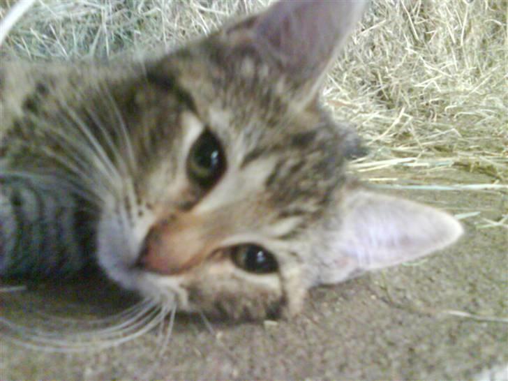 Blanding af racer fru jørnsen - savnet :'S - se her ligger jeg :o) billede 4