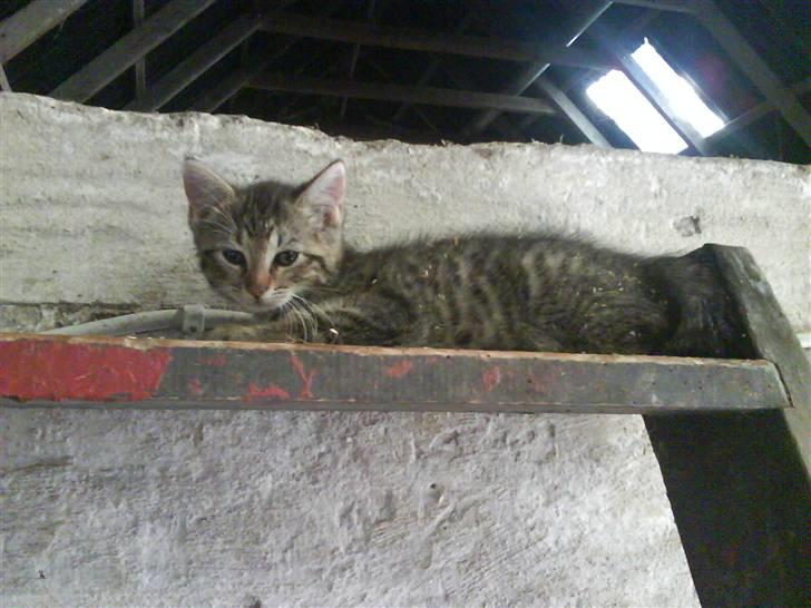 Blanding af racer fru jørnsen - savnet :'S - hun er gude smuk <33 billede 5