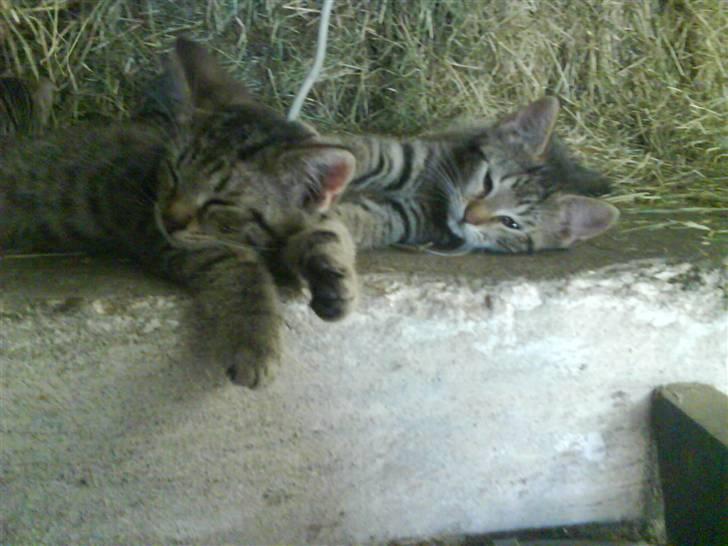 Blanding af racer fru jørnsen - savnet :'S - væk med dig magnus... du fylder hele billedet..! xD billede 6