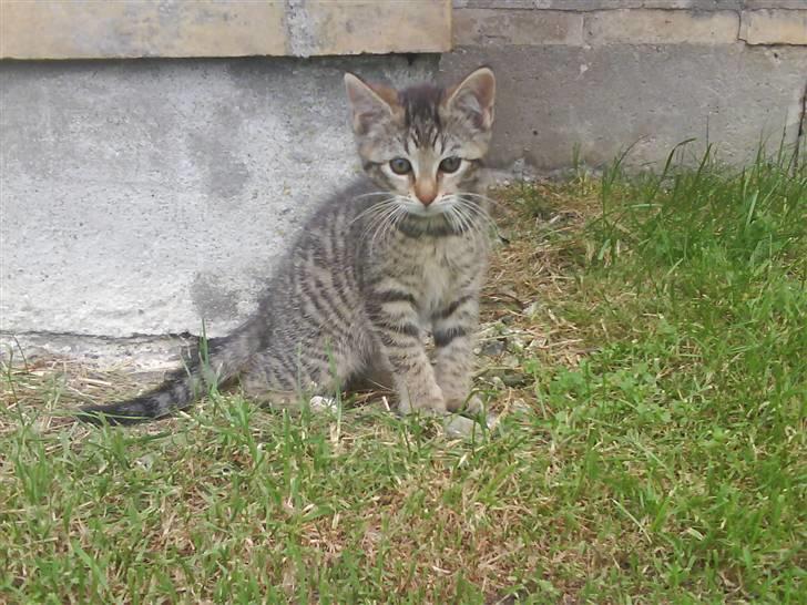 Blanding af racer fru jørnsen - savnet :'S - her sider jeg.. <´3333 billede 7