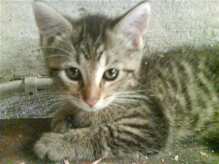 Blanding af racer fru jørnsen - savnet :'S billede 8