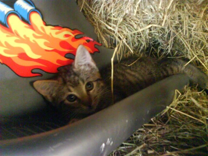 Blanding af racer fru jørnsen - savnet :'S - nej da.. jeg ser slet ikk slem ud XD billede 9