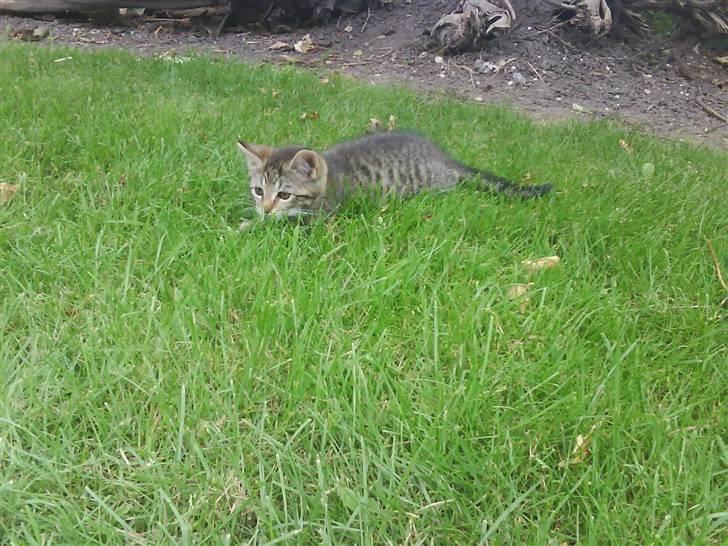 Blanding af racer fru jørnsen - savnet :'S billede 10