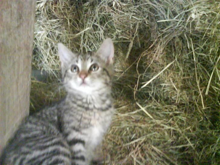 Blanding af racer fru jørnsen - savnet :'S - hov..! hva var det..? billede 11