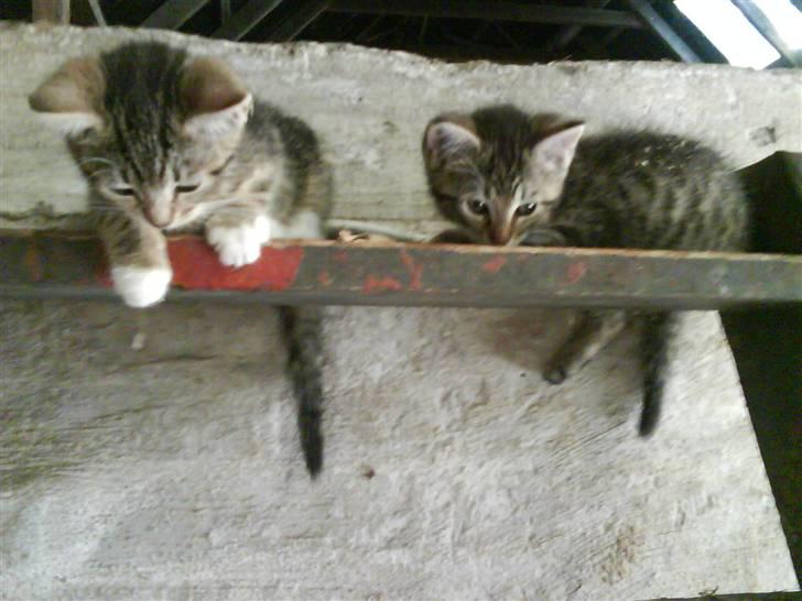 Blanding af racer fru jørnsen - savnet :'S - mig og joey hygger :o) ( joey er en pige ) xD billede 12