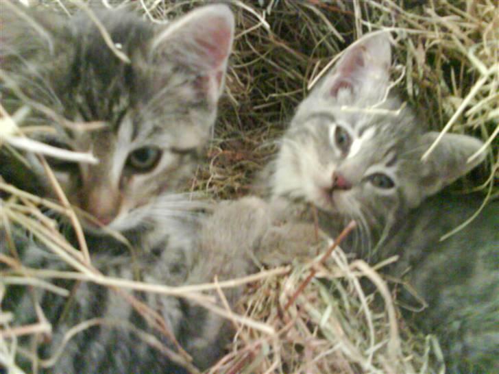 Blanding af racer fru jørnsen - savnet :'S - dejligt at putte i høet sammen med sofie :o) billede 14