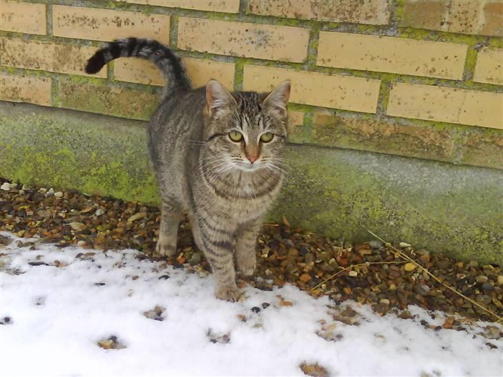 Blanding af racer fru jørnsen - savnet :'S - :) billede 16