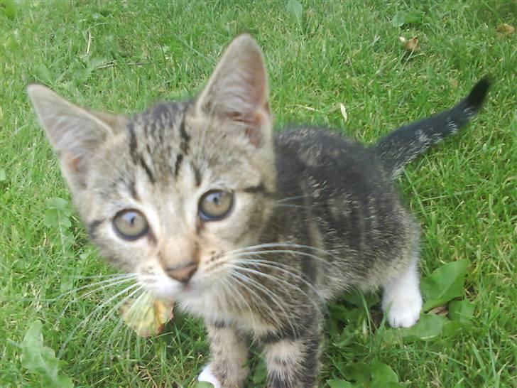 Blanding af racer frøken joey R.I.P. :'( - velkommen til søde joey´s profil <33 billede 1