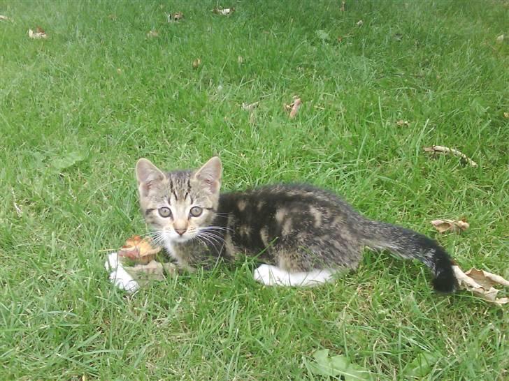 Blanding af racer frøken joey R.I.P. :'( - det er MIT blad xD billede 2