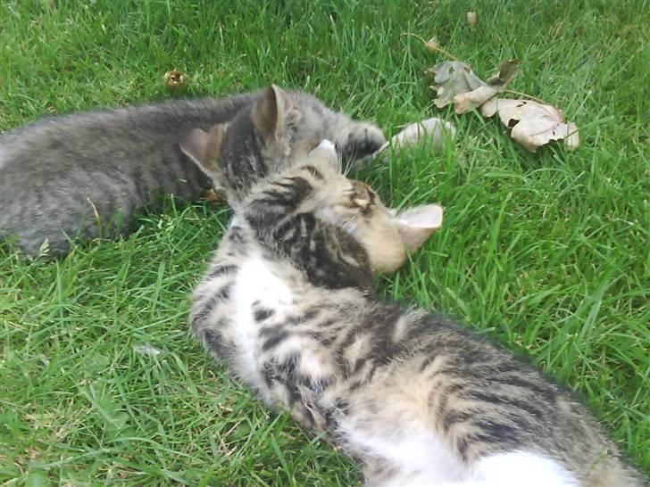 Blanding af racer frøken joey R.I.P. :'( - altid ude på fis og ballade <33 billede 3