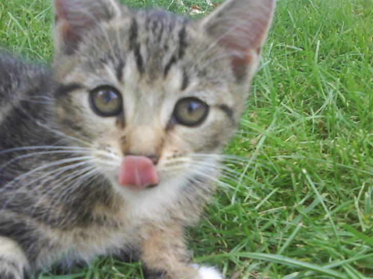 Blanding af racer frøken joey R.I.P. :'( - se.. jeg kan nå min næse med min tunge xD billede 4