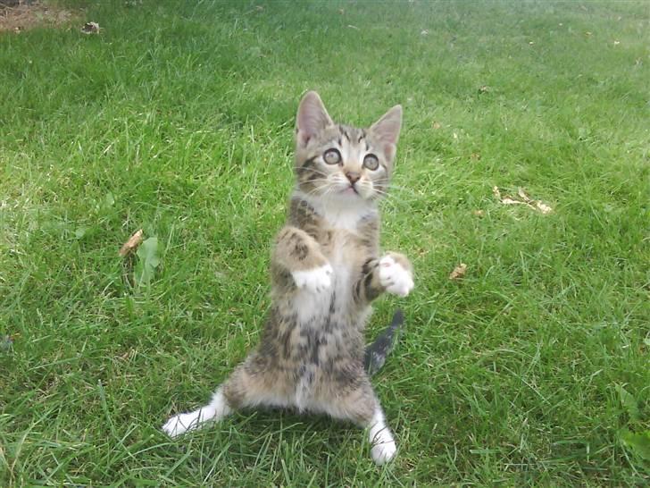 Blanding af racer frøken joey R.I.P. :'( - se hva jeg kan mor <´3333 billede 5