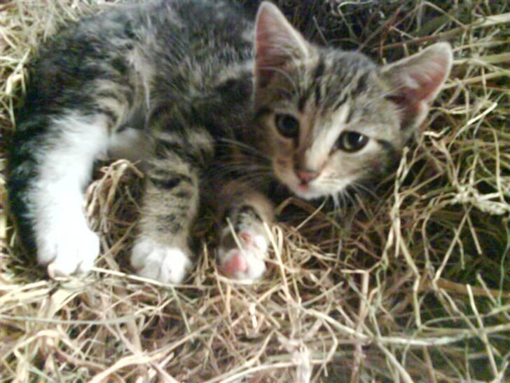 Blanding af racer frøken joey R.I.P. :'( billede 6