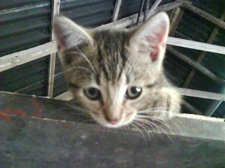 Blanding af racer frøken joey R.I.P. :'( - nutted..? billede 7