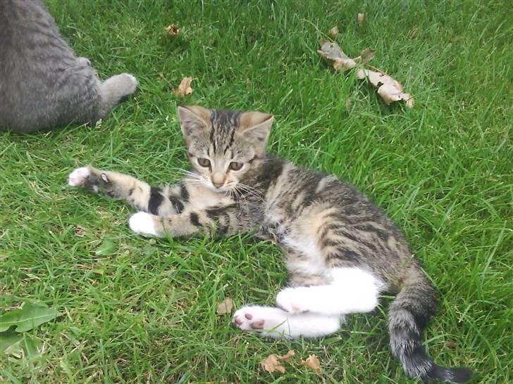 Blanding af racer frøken joey R.I.P. :'( - ligger lige og tager en slapper :o) billede 8