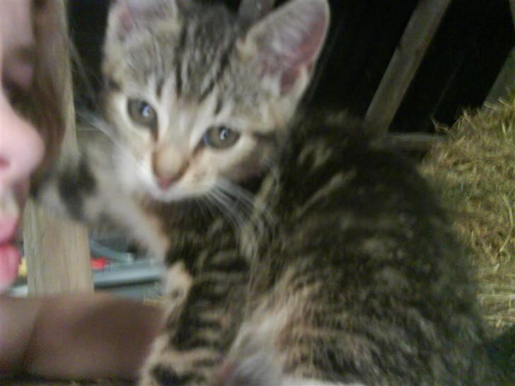 Blanding af racer frøken joey R.I.P. :'( - det er MIN jeanne xD billede 9