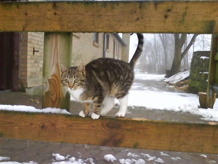 Blanding af racer frøken joey R.I.P. :'( - det er dejligt at kan stå oppe på lågen, når der er masser af sne :) billede 10
