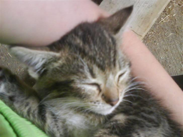 Blanding af racer frøken joey R.I.P. :'( billede 11