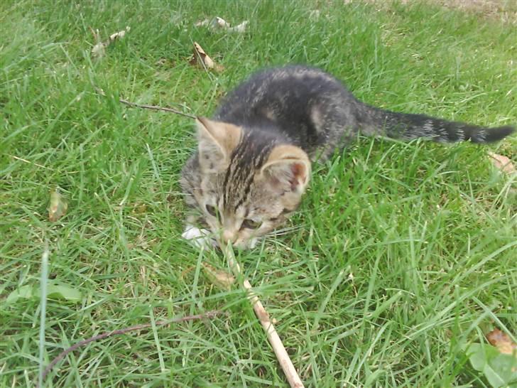 Blanding af racer frøken joey R.I.P. :'( - åhh hun er så dejlig <´3333 billede 12