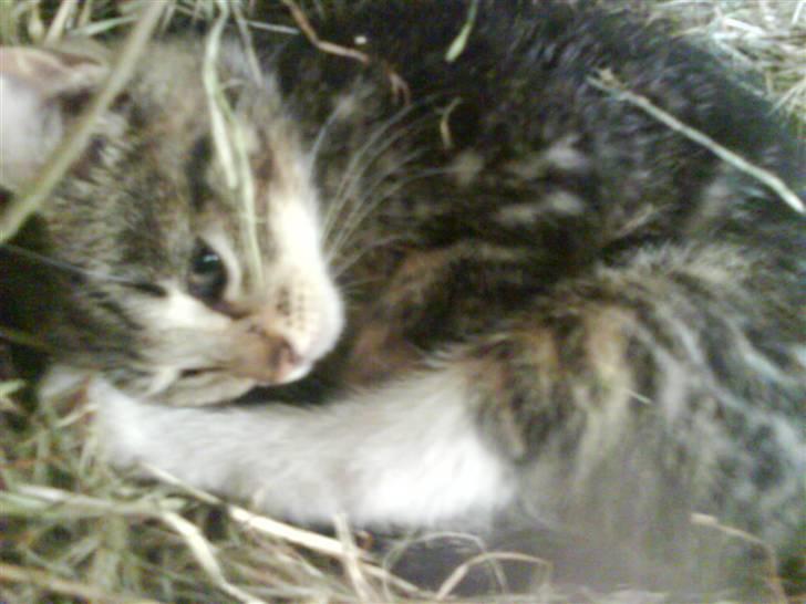 Blanding af racer frøken joey R.I.P. :'( - hún ligger lige og putter lidt :o) billede 13