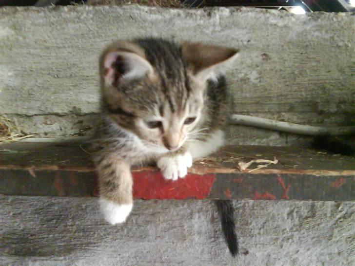 Blanding af racer frøken joey R.I.P. :'( billede 14