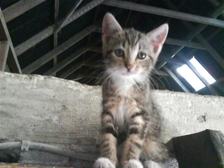 Blanding af racer frøken joey R.I.P. :'( - jeg sider lige og troner xD billede 15