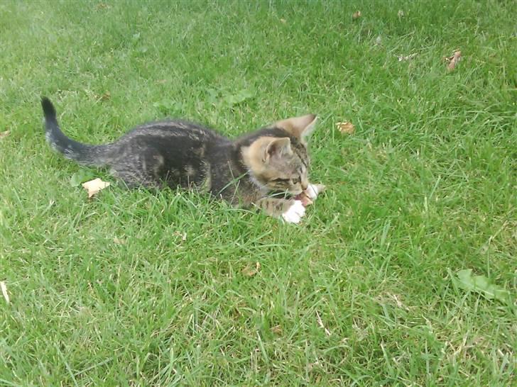 Blanding af racer frøken joey R.I.P. :'( - er jeg ikk skøn..? billede 16