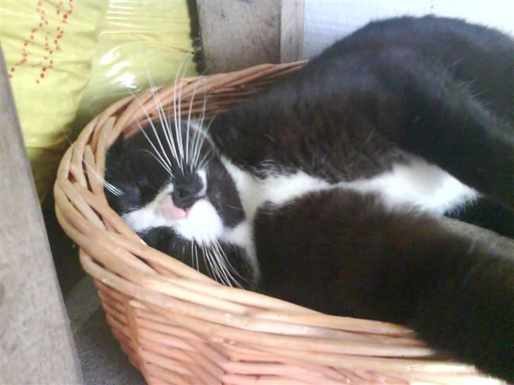 Blanding af racer oliver - savnet :'( - oliver i hans lille kurv under foder bordet :o) billede 1