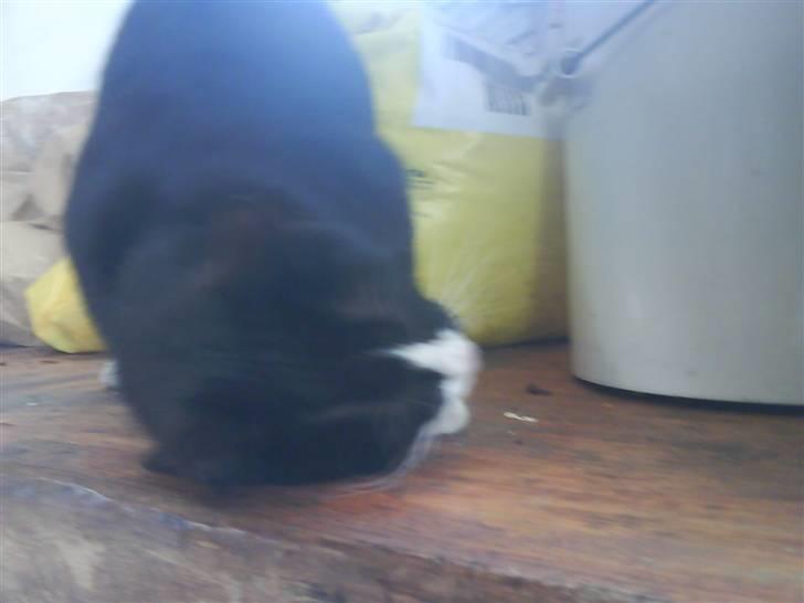 Blanding af racer oliver - savnet :'( - fryyyd jeg er så kælle <333 billede 2