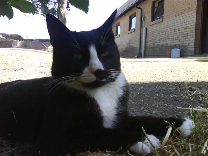 Blanding af racer oliver - savnet :'( billede 3