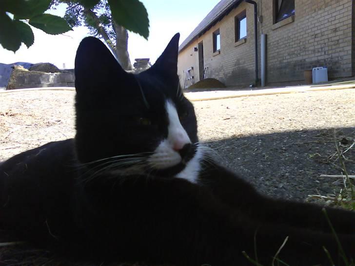 Blanding af racer oliver - savnet :'( - ligger rigtig og gør sig lækker :o) billede 4