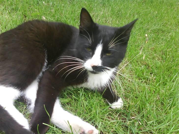 Blanding af racer oliver - savnet :'( billede 5