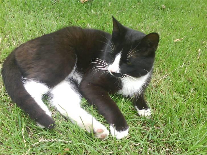 Blanding af racer oliver - savnet :'( - flot..? nutted..? billede 6