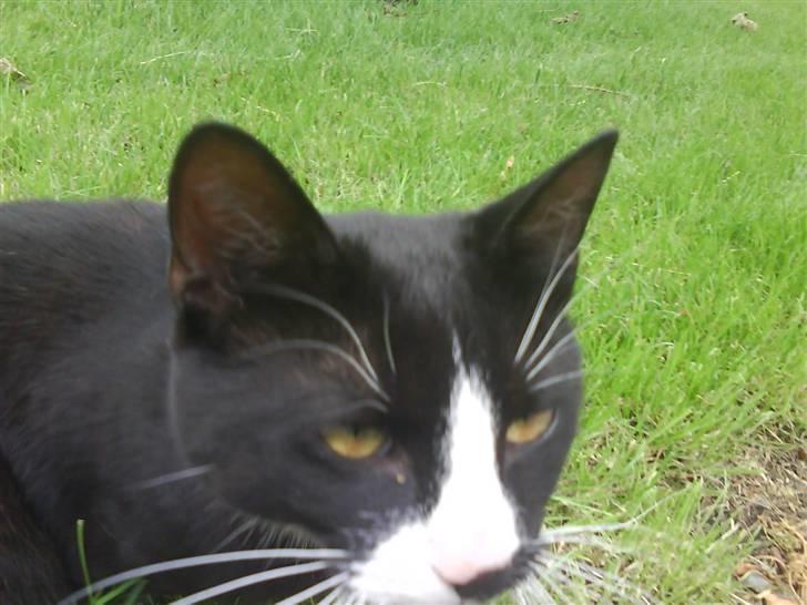 Blanding af racer oliver - savnet :'( - bøøh..! XD billede 7