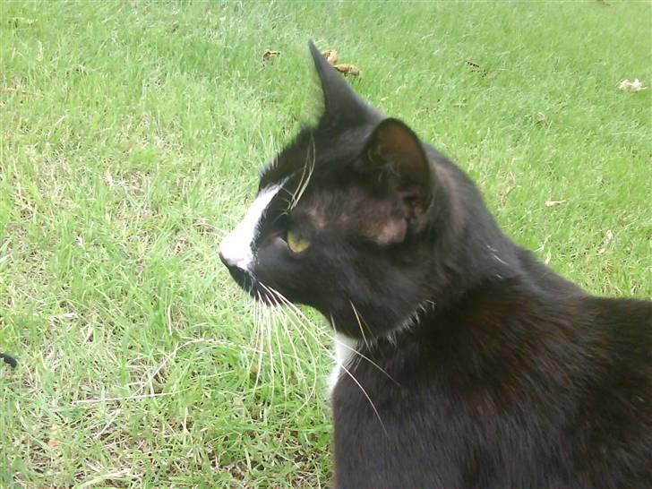 Blanding af racer oliver - savnet :'( billede 8