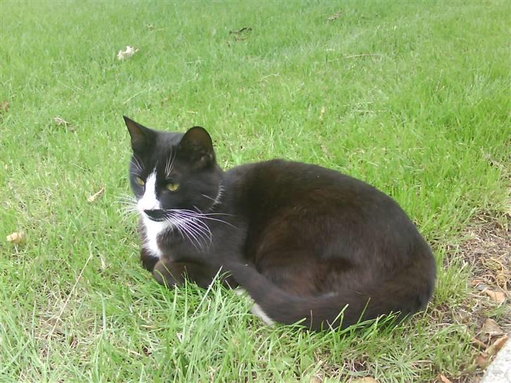 Blanding af racer oliver - savnet :'( - er jeg ikk bare lækker..? billede 9