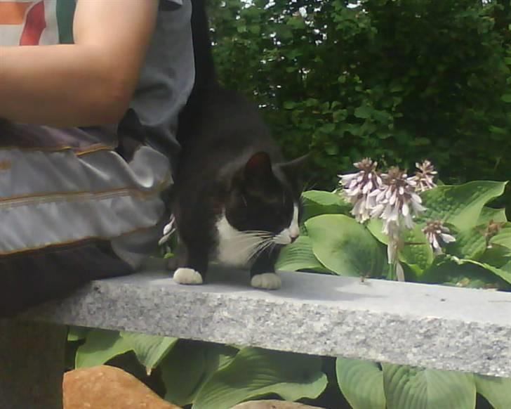 Blanding af racer oliver - savnet :'( - jeg er rigtig godt til at spinde :o) spinde spinde spinde <33 billede 10