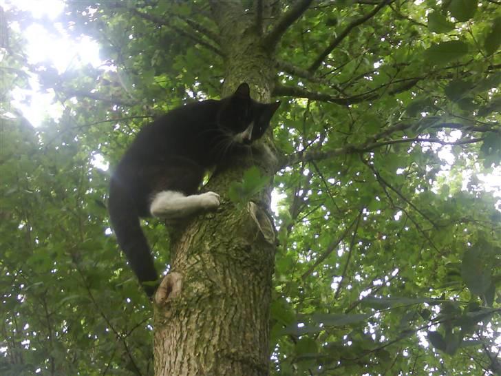 Blanding af racer oliver - savnet :'( - oliver på vej ned af et træ <333 billede 11
