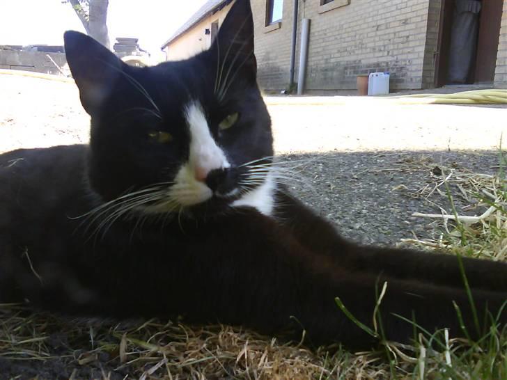 Blanding af racer oliver - savnet :'( - jeg er såå charmerene billede 12