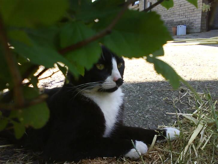 Blanding af racer oliver - savnet :'( - charme, selvtidlid og lækkert pels <33 billede 13