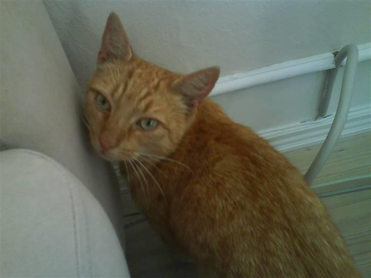 Huskat Lucca - Halløjsa billede 3