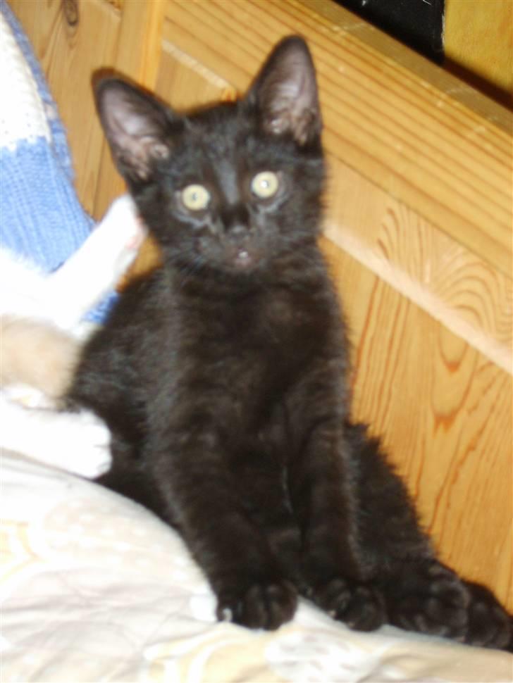 Huskat Bjarne - Bjarne :) billede 1