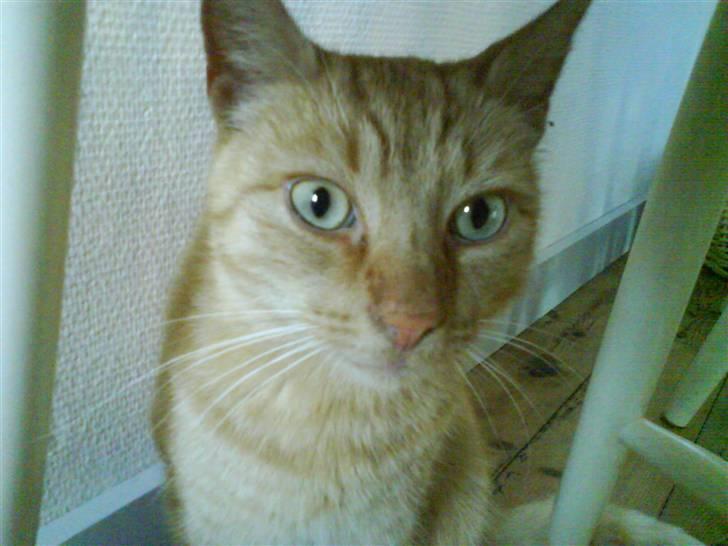 Huskat Lucca - Se mine smukke øjne billede 4