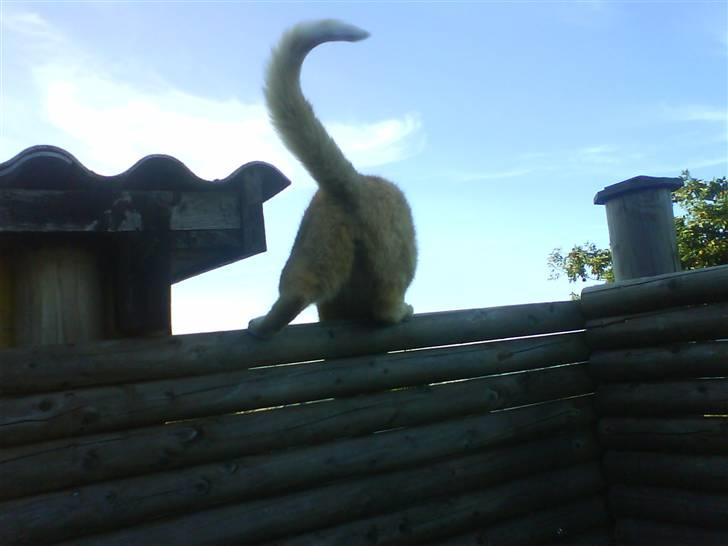 Huskat Lucca - Dette er bare IKKE en god vinkel billede 5