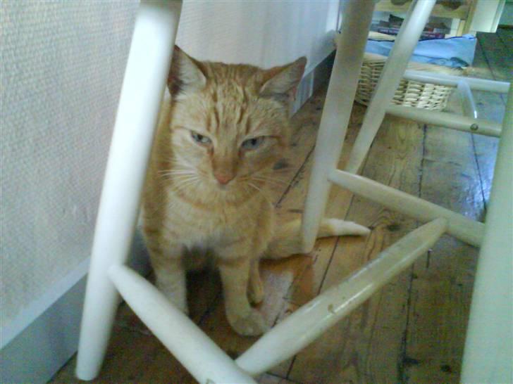 Huskat Lucca - Hvis jeg gemmer mig bag stolen kan det være hun ikke opdager mig billede 6