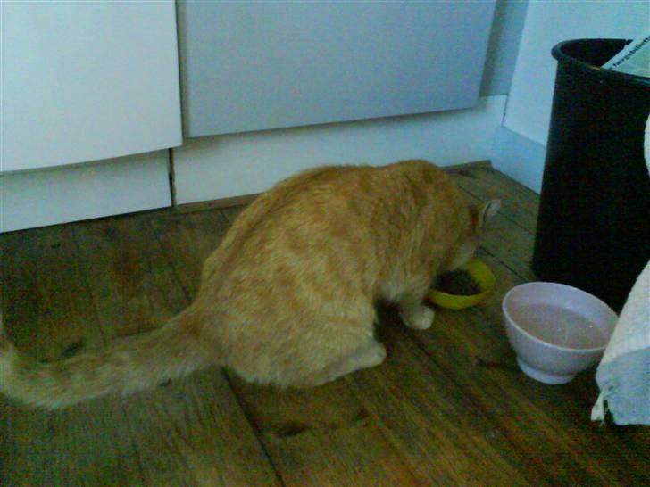 Huskat Lucca - Nums mad! billede 7