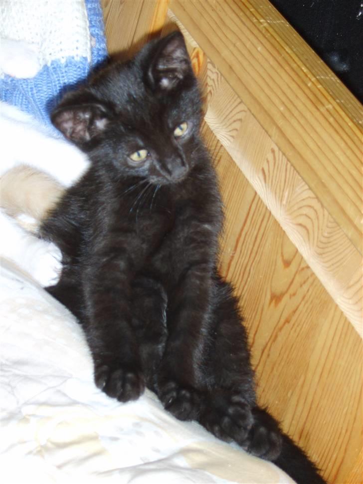 Huskat Bjarne billede 2