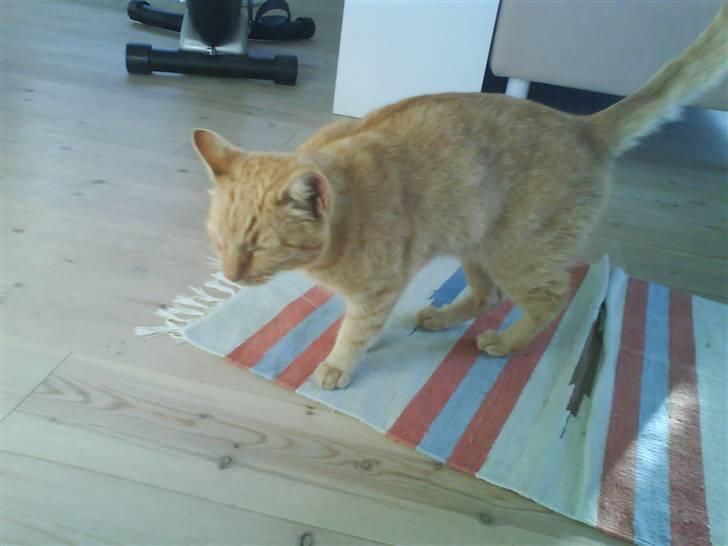 Huskat Lucca - Sofie gå nu væk! Jeg skal tisse billede 8