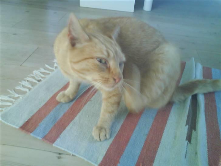 Huskat Lucca billede 9